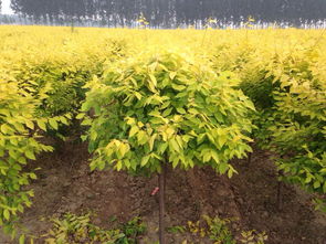 2016年苗木行業(yè)苗木彩化發(fā)展趨勢(shì)