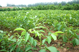 鄒各莊果品批發(fā)市場(chǎng)服務(wù)部