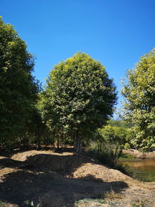 真實(shí)苗木數(shù)據(jù),有需求歡迎選購