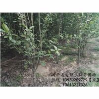 河北定州永征苗圃場(chǎng)