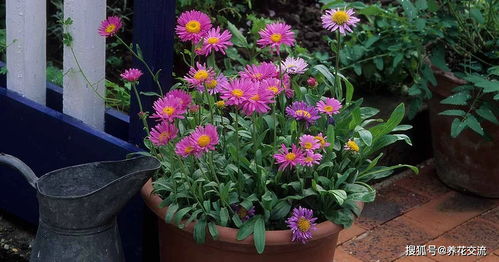 7種適合在秋季栽種的草本花卉,養(yǎng)護成本低,是新手園丁的福音