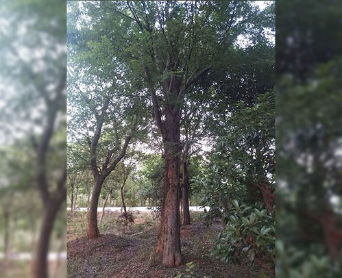 綠化苗木報(bào)價(jià) 價(jià)格優(yōu)惠 張桂楊花木 蕪湖綠化苗木