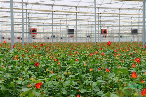 數(shù)說云花 云南省花卉產(chǎn)業(yè)發(fā)展報(bào)告出爐