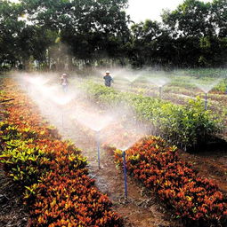 南海農(nóng)場建花卉種植基地推動農(nóng)場經(jīng)濟發(fā)展