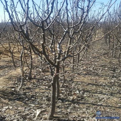 【梨苗爬秧咋管口碑廠家黃金梨苗大型基地】泰安高新區旺運苗木中心