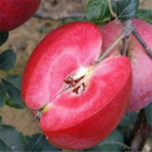 冬棗苗供應(yīng)價(jià)格 冬棗苗供應(yīng)公司 圖片 視頻