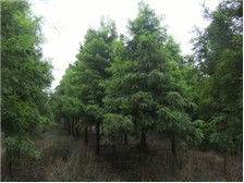 產(chǎn)品展示 南縣鴻亨苗木種植專業(yè)合作社