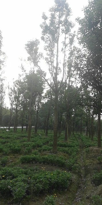【喬木香樟出售-基地香樟現(xiàn)貨出售】- 