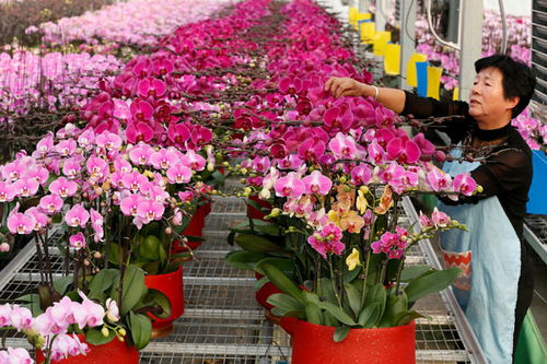 山東即墨 鮮花芬芳 俏銷市場(chǎng)