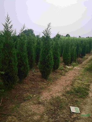 安徽綠化苗木天順園林園藝場(chǎng)