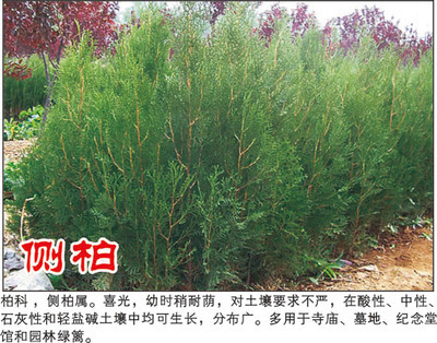 側(cè)柏-河南潢川花木苗木場(chǎng)(產(chǎn)品圖片)-產(chǎn)品庫-中國花木網(wǎng)