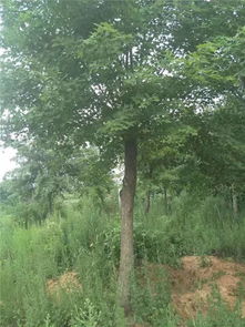 恭喜九洲園林入駐苗木通平臺(tái) 營(yíng)銷要找準(zhǔn)適合自己的方法