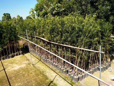 【羅漢松培養(yǎng)基地、羅漢松小苗直銷、質(zhì)優(yōu)價(jià)廉】綠化苗木,價(jià)格,廠家,供應(yīng)商,花木,龍海市東泗興輝園藝場(chǎng) - 產(chǎn)品庫