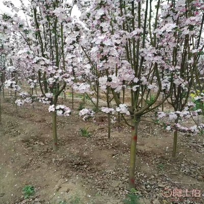 【誠信經(jīng)營(yíng)海棠苗廠家西府海棠的用途】泰安高新區(qū)旺運(yùn)苗木中心 - 產(chǎn)品庫