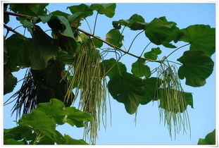 楸樹苗價(jià)格 旺林苗木 苗木種植要注意什么