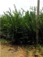 泰安劃算的榆葉梅供應:臨沂榆葉梅-山東科大苗木基地提供泰安劃算的榆葉梅供應:臨沂榆葉梅的相關介紹、產品、服務、圖片、價格山東3公分銀杏苗基地促銷裝歡迎咨詢136【4538】6501、百日紅、櫻花、白皮松、紅楓、法桐、