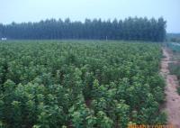 櫻桃樹苗紅燈、美早、早黃金[供應]_綠化苗木_世界工廠網中國產品信息庫