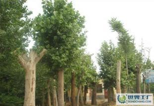 低價0法桐、欒樹、合歡、國槐、柳樹等常規苗木_農副產品_世界工廠網中國產品信息庫