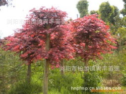 瀏陽市柏加鎮青豐苗圃 綠化苗木產品列表