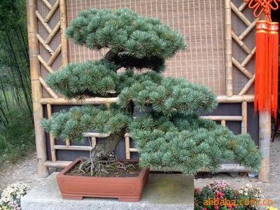 【綠化設計圖中的喬木與灌木之分】價格、產品供應,綠化設計圖中的喬木與灌木之分廠家批發-1024商務網