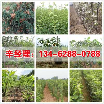 2022 洛陽1公分蘋果樹苗苗圃在哪 集團股份