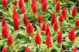 元磊花卉供應實惠的雞冠花 優質雞冠花價格