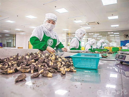 因地制宜發展城郊型高附加值特色農業 解析廈門深入踐行大食物觀具體做法