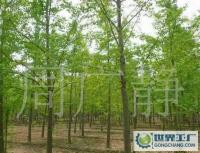 最低價(jià)銷售銀杏樹、嫁接銀杏樹、實(shí)生銀杏樹[供應(yīng)]_綠化苗木_世界工廠網(wǎng)中國產(chǎn)品信息庫