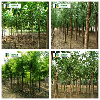 河北河北復(fù)葉槭