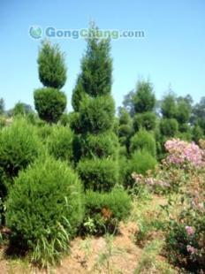 供應(yīng)【煙臺(tái)雪松】煙臺(tái)雪松苗木 煙臺(tái)苗木廠家 煙臺(tái)苗木種植基地_農(nóng)副產(chǎn)品_世界工廠網(wǎng)中國產(chǎn)品信息庫