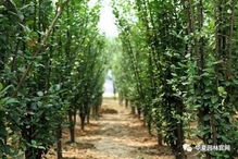 請(qǐng)善待你身邊的苗木供應(yīng)商