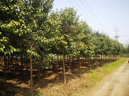 苗木行業(yè)產(chǎn)品視頻