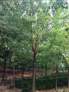 成都13公分垂絲海棠價(jià)格2016最新報(bào)價(jià)