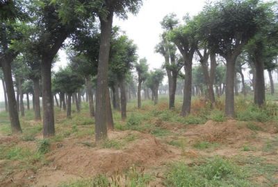 35公分國(guó)槐 35公分國(guó)槐價(jià)格_農(nóng)副產(chǎn)品_世界工廠網(wǎng)