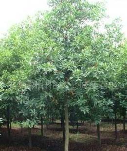 湖南苗木直生.切桿移栽杜英6.8.10.12.15_農(nóng)副產(chǎn)品_世界工廠網(wǎng)中國(guó)產(chǎn)品信息庫(kù)