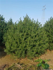 動物種苗價格 泰安苗木價格 苗木 平盛苗圃圖批發價格 泰安市