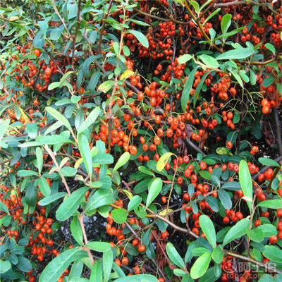 【正宗火棘種子批發(fā)銷售新采火棘柏種子廠家直銷包發(fā)芽】沭陽學浩苗木場 - 產品庫