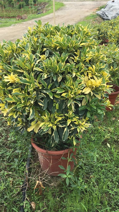 信息交流區(qū)no.12 大量苗木供應 求購