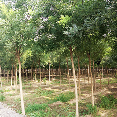 鄢陵縣楊柳苗木基地