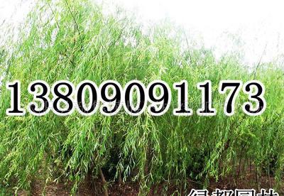 【長期各種規格垂柳,樹形優美,冠幅勻稱(圖)】價格_廠家_圖片