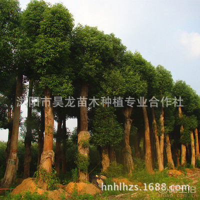 【湖南廠家供應(yīng)香樟苗木常綠性香樟樹(shù)苗木量大從優(yōu)】瀏陽(yáng)市昊龍苗木種植專業(yè)合作社 - 產(chǎn)品庫(kù)