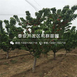 佳紅大櫻桃苗 2019年佳紅大櫻桃苗多少錢(qián)一棵