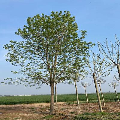 白蠟樹(shù)苗 行道綠化苗木 批發(fā)白蠟樹(shù) 白蠟