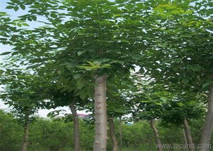 白蠟樹苗,綠都園林 在線咨詢 ,天津白蠟