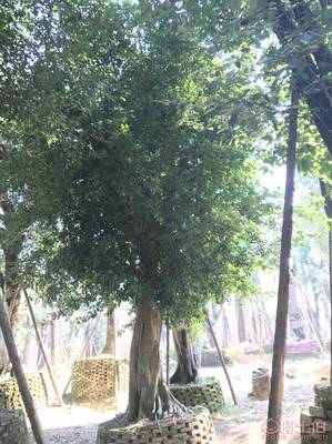 【小葉榕苗木直轄、品質(zhì)保證、最新報價】綠化苗木,價格,廠家,供應商,花木,龍海市東泗興輝園藝場 - 產(chǎn)品庫