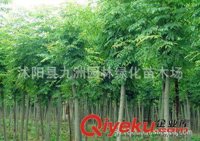 批發(fā)華山松,羅漢松,雪松,規(guī)格全,貨源足。-沭陽縣九洲園林綠化苗木場提供批發(fā)華山松,羅漢松,雪松,規(guī)格全,貨源足。的相關(guān)介紹、產(chǎn)品、服務、圖片、價格沭陽縣九洲園林綠化苗木場、花卉苗木;苗木種子;景觀木屋