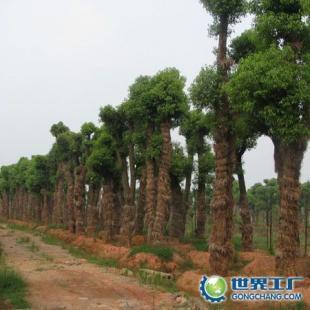 供應苗木供應商;湖南香樟,中國香樟網(wǎng),求購香樟,香樟價格_農(nóng)副產(chǎn)品_世界工廠網(wǎng)中國產(chǎn)品信息庫