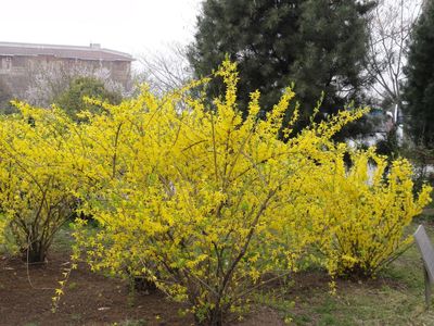 保定天潤苗木(個體經(jīng)營)