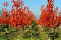 供應【美國秋紅楓】【山東美國秋紅楓】【美國秋紅楓價格】歐楓苗木_農(nóng)副產(chǎn)品_世界工廠網(wǎng)中國產(chǎn)品信息庫