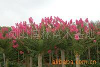 【綠化設(shè)計圖中的喬木與灌木之分】價格、產(chǎn)品供應,綠化設(shè)計圖中的喬木與灌木之分廠家批發(fā)-1024商務網(wǎng)